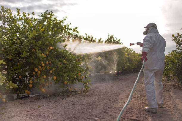 Best Affordable Pest Control Services  in Rushvle, IL